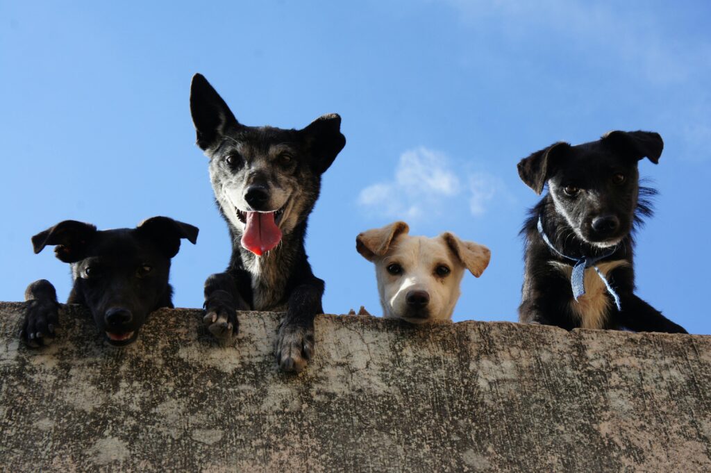 Feira para adoção de Cães e gatos vai até este sábado 24.