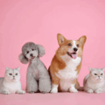 Parnamirim continua com Pré-Campanha de vacinação antirrábica de cães e gatos